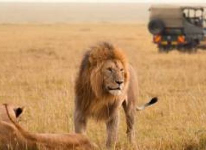 3-Day Exclusive Big Cats Safari In Maasai Mara Luxury Tour