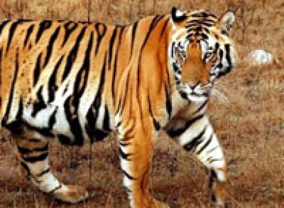 Madhya Pradesh Tour Package