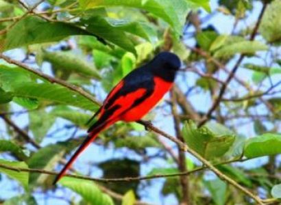 Nepal Winter Birding Terai Tour Image