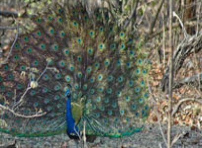 Golden Tour of Gujarat