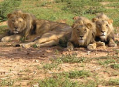 Tour of Wildlife and Beach in Gujarat