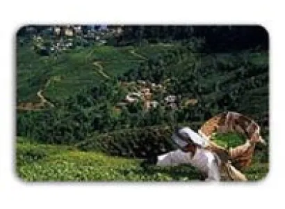 04 Nights 05 Days Chail Shimla