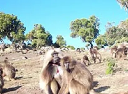 Trekking Tours - The Semien Mountains