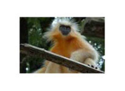 Wildlife Tour In Manas National Park 3 N /4D