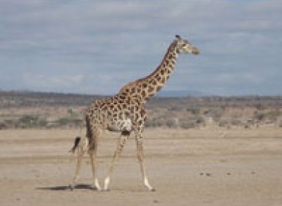 8 Days Best Of Kenya Adventure Safari