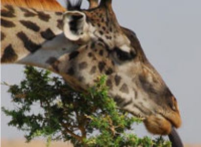 08 Days - Sweetwaters/Samburu/Mt Lodge/Lk.Nakuru/Maasai Mara