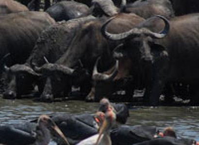 8 Days - Kenya/Tanzania Combo