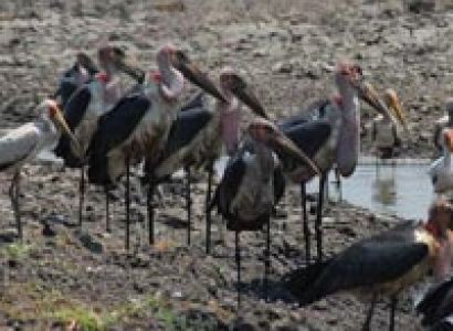 Chimpanzee Flamingos Experience