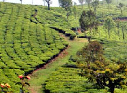 Ooty & Kodai Package