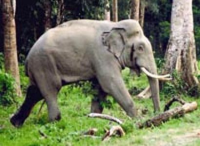 Rajabhatkhawa / Dooars / Buxa Package Tour 02 Nights 03 Days