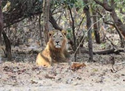 Tribes & Wilds from the land of Mahatma Tour