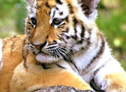 Wildlife Tour of Gujarat