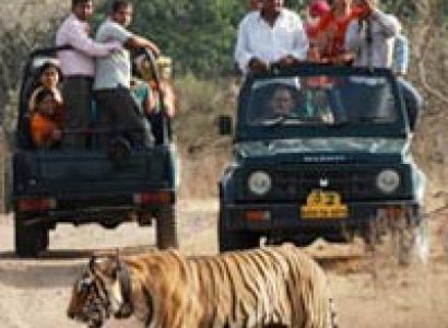 Madhya Pradesh Temple & Tiger Tour (7 Nights / 8 Days)