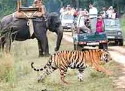 Bandhavgarh - Khajuraho - Bhedaghat - Kanha - Jabalpur Tour