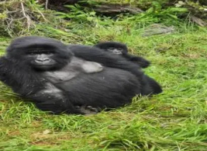 2 Nights/3 Days Gorilla Trekking Trip to Bwindi/mgahinga Gorilla National Park from Kigali, Rwanda T