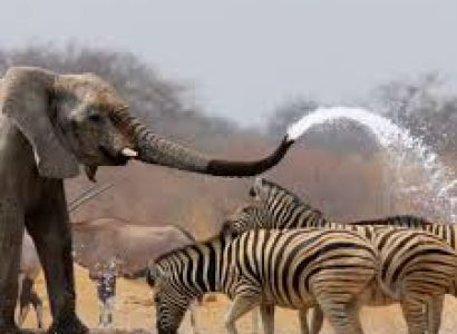 6 Days Amazing Safari in Maasai Mara, Lake Nakuru and Amboseli National Park, Kenya Tour