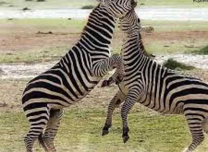7 Days Maasai Mara, Lake Nakuru, Lake Naivasha, and Amboseli Best Experience Safari in Kenya Tour