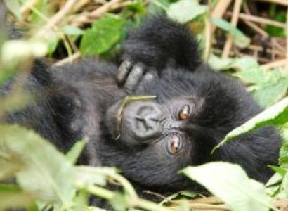 3 Days Rwanda Gorilla Safari