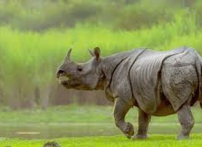 Kaziranga Safari Booking
