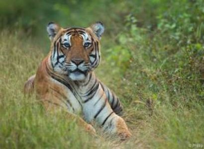 1 Night Bandipur Package