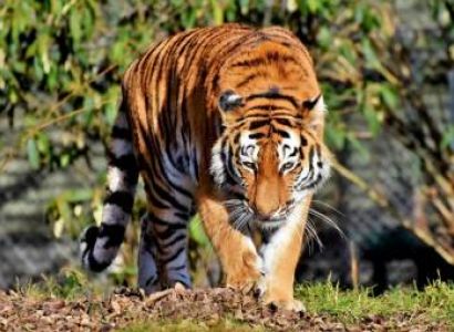 Mussoorie, Corbett Tour