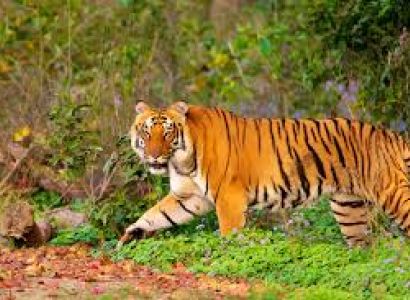 Uttranchal (2 Night Mussoorie + 1 Night Haridwar + 1 Night Rishikesh + 02 Night Corbett + 03 Night T