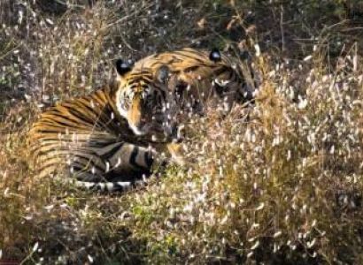 Rajasthan ( 02 Night Jaipur + 02 Night Ranthambore) Tour – Ex Jaipur