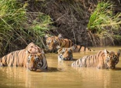 Tadoba Jungle Tour