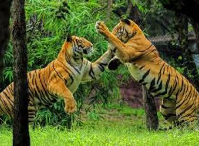 Sundarban Tour Package