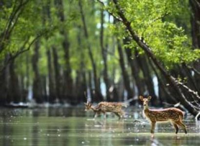Sundarban Tours