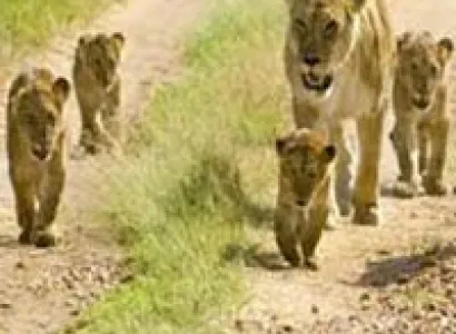 Glimpse Of Gujarat Tour Package