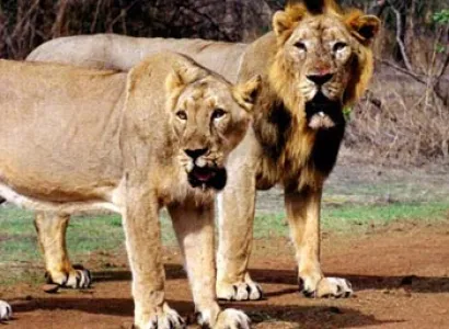 Janjeer Waterfall Tulsishyam Tours