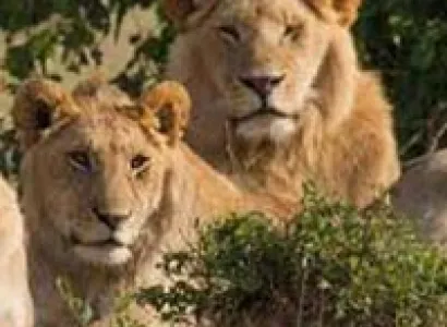 Short Escape to Gir Tour