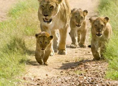 Wildlife and Heritage of Gujarat Tour