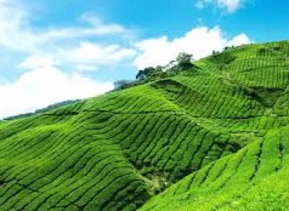 Nainital Kausani Jim Corbett Tour Package 6 Days with tamil driver