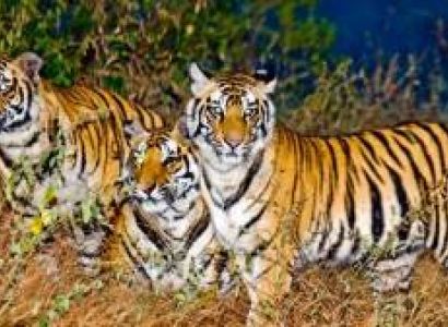 BANDHAVGARH TOUR PACKAGE