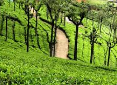 Mysore Bandipore Ooty Tour