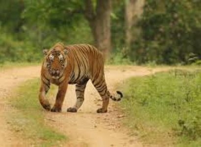 Kabini Bandipore Madhumalai National Park with Ooty Tour
