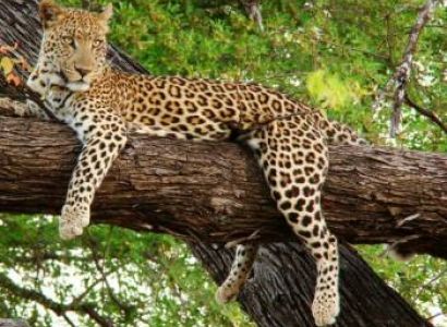 Dooars Gorumara & Jaldapara Tour