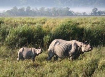 Kaziranga National Park Tour