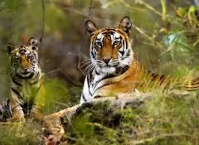 Kanha Bhedaghat Tour