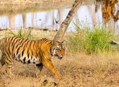 Pench Tour 3 Days