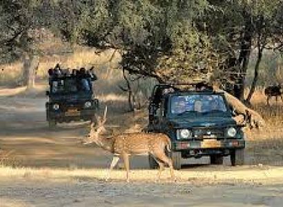 Ranthambhore National Park Tour