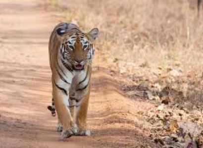 Tadoba Sewagram Tour