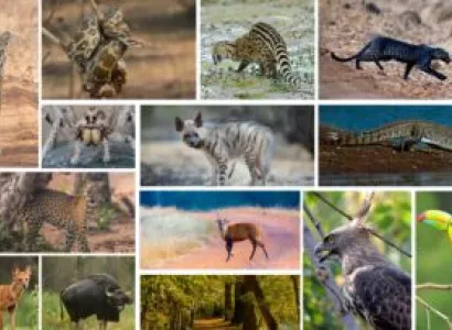 Tadoba With Nagzira - Pench National Park Tour 6 Night Image