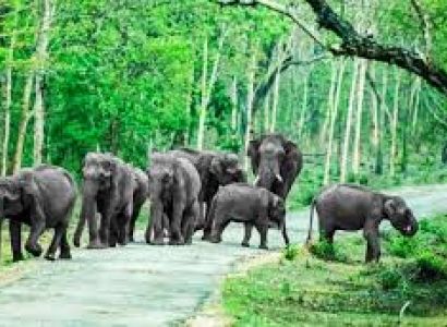 Short Escape to Bandipur National Park Tour