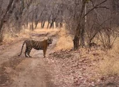Ranthambore Express Tour