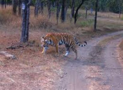 Pench and Kanha Package