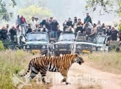 Bandhavgarh Budget Tour