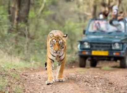 Ranthambore Wild Summer Tour